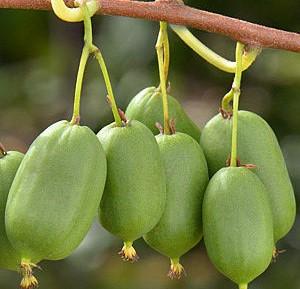 自花授粉和异花授粉的区别，听说这种软枣猕猴桃能自花授粉