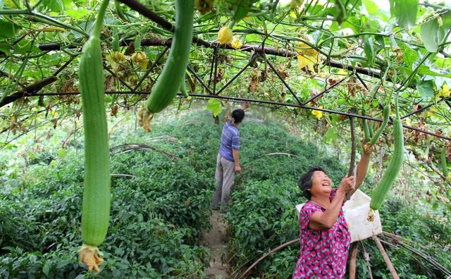 丝瓜什么时候种，丝瓜种植方法多长时间能成熟（想要丝瓜长得好）