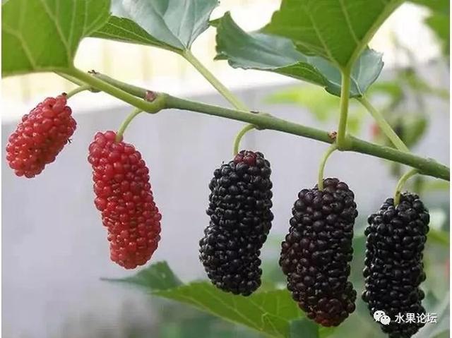 榴莲成熟的季节是几月，榴莲季节是哪几个月（夏季到冬季的水果成熟表来了）