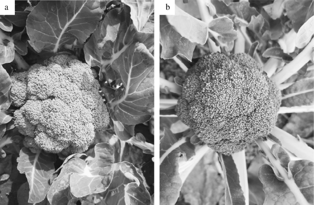西兰花种植时间和方法，西兰花的种植方法（西兰花北方地区反季露地越冬高效栽培技术）