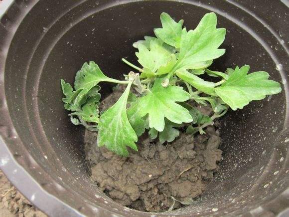 国庆菊的养殖方法，八月菊的种植方法（盆栽菊花管理费时费工）