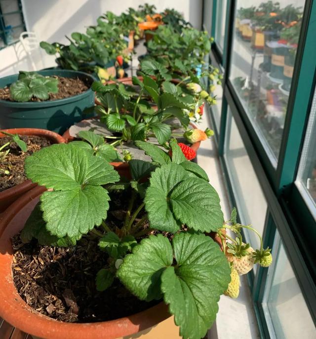 家庭阳台草莓种植方法，家庭阳台如何种草莓（有3个“小方法”）