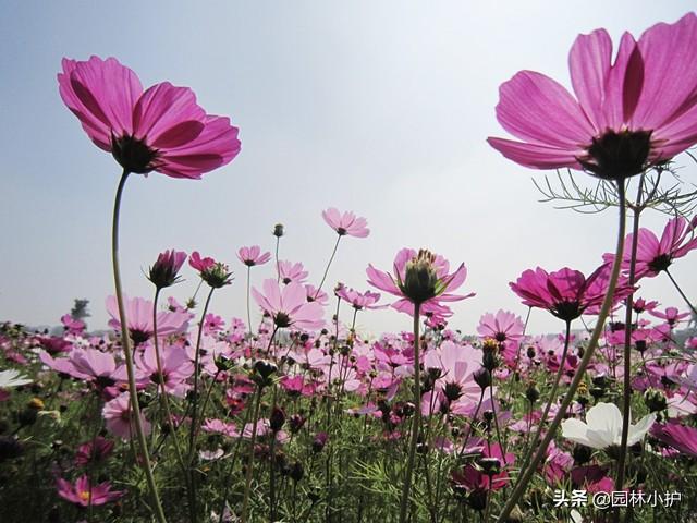 菊花是什么意思，菊花的意思和含义是什么（不同品种的菊花花语）