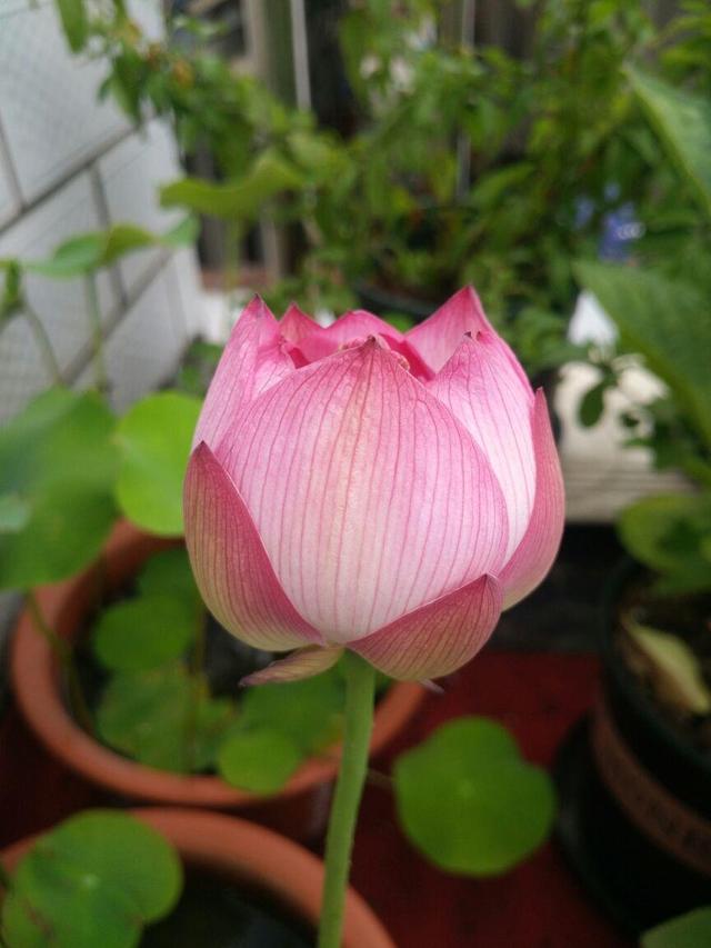 荷花籽怎么催芽，荷花籽怎么催芽视频（种莲花有啥难的）