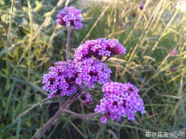 十二生肖中的花有哪些，快看你的属相对应什么花