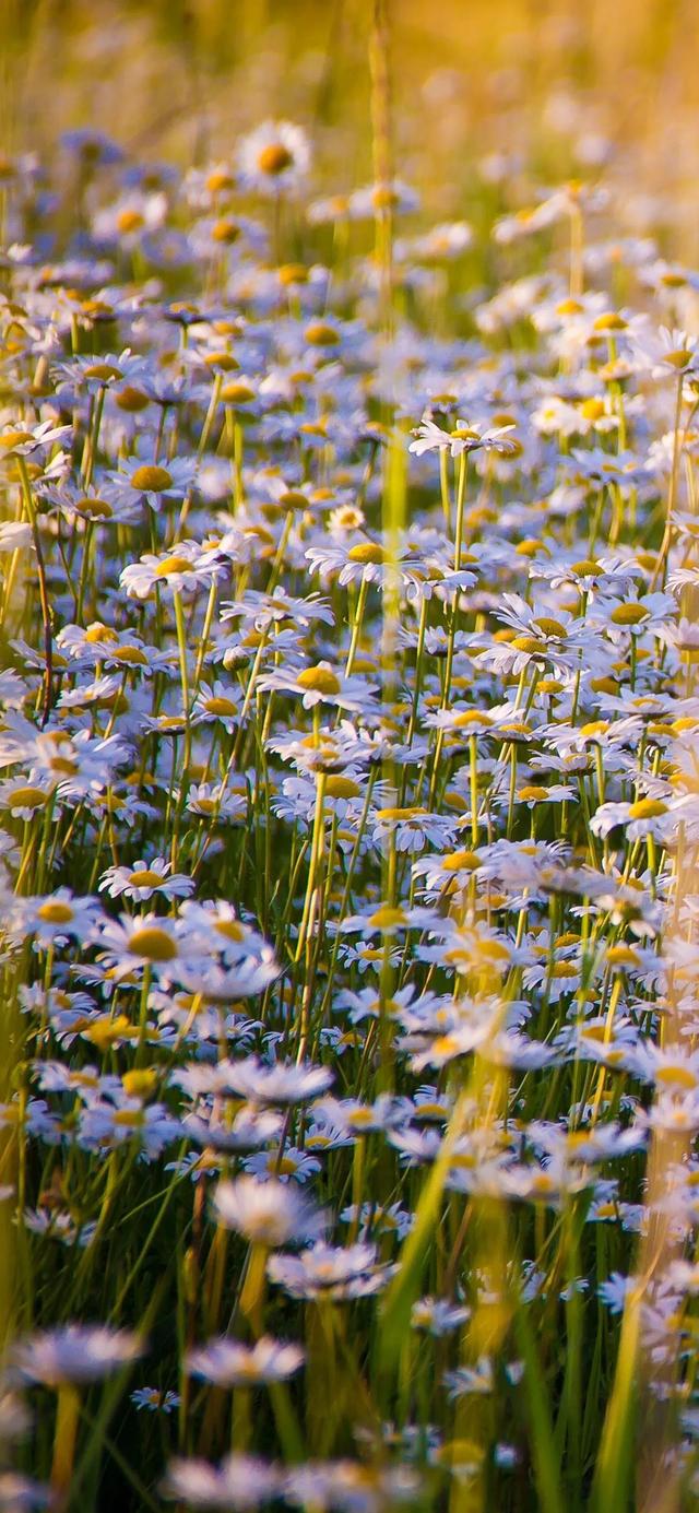 植物，微信头像，植物（清爽夺目的花花世界：）