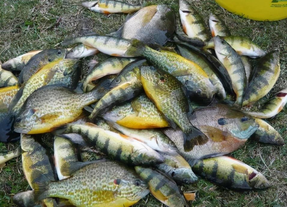 罗非鱼图片大全 图片高清(太阳鱼入侵南方多地) - 去钓鱼