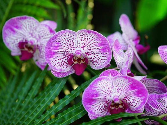 观音莲的花语，观音菩萨与莲花的寓意（守护你的小幸福）