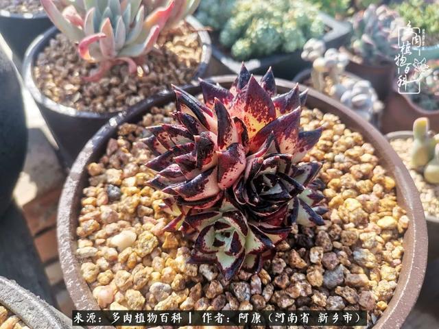 2021九·一八事变是多少周年，2021年是九一八事变的几周年（献给2021最好的春天）