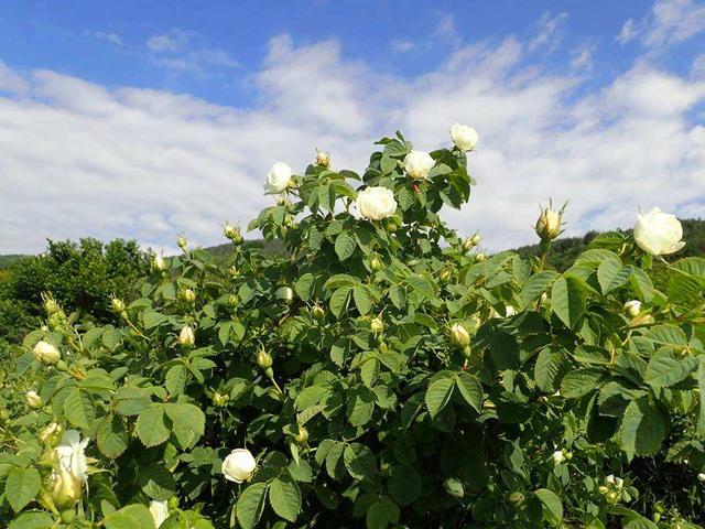 卡尼尔水润凝护保湿爽肤水好吗，卡尼尔保湿凝露（4款好口碑开架爽肤水保湿护理大PK）