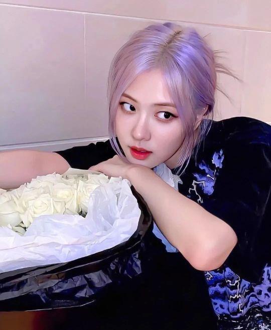 /江樱/ 澳洲野玫瑰朴彩英头像1弹微信，/江樱/ 澳洲野玫瑰朴彩英头像1弹（Rose头像壁纸澳洲野玫瑰）