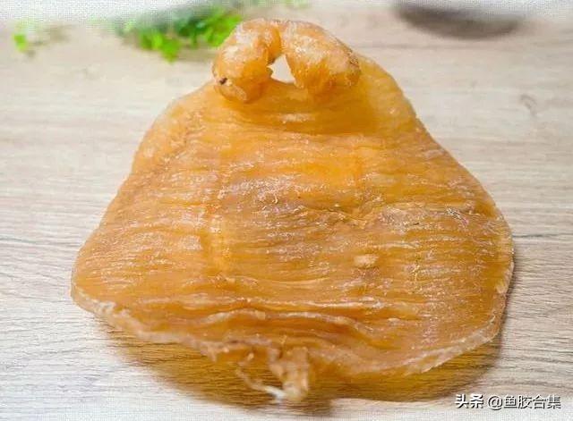 赤嘴鳖鱼胶的的鱼种主要有两种:双棘原黄姑鱼和褐毛鲿,分属石首鱼科原