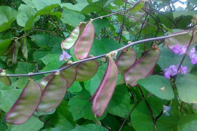 杂粮有哪些品种，粗粮都有什么（中国豆类大全）