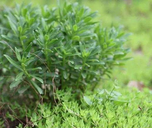 什么人不能吃救心菜，救心菜对肾不好（这野草是农民的“救命菜”）