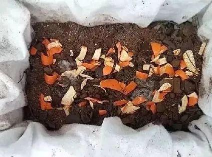 新鲜桔子皮的功效，新鲜橘子皮的功效与作用及禁忌（吃剩的桔子皮别乱扔）