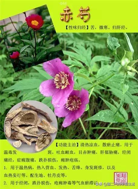 常见中草药图谱，中草药经典图谱（让你知道常用药都长啥样）