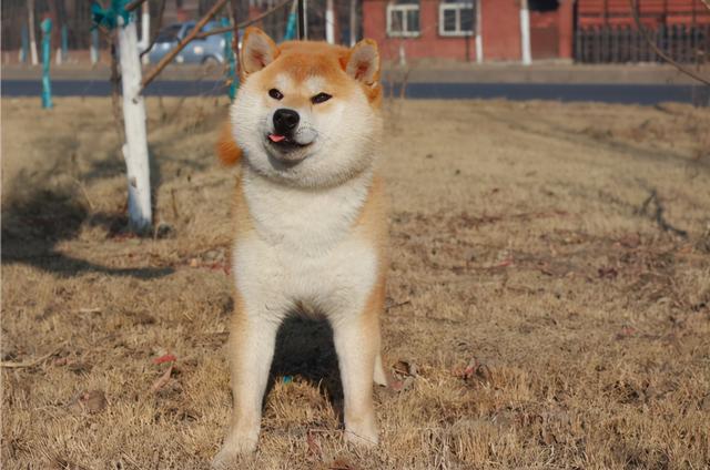 柴犬现在多少钱，柴犬价格多少（想养柴犬，还不知道柴犬多少钱）