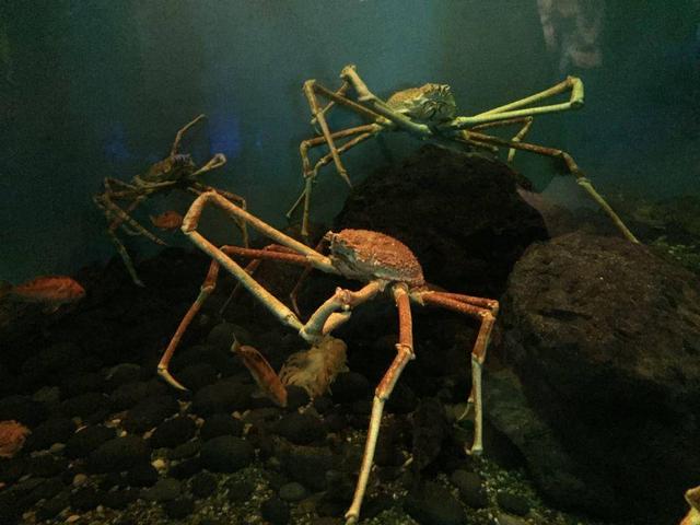 螃蟹的克星是什么动物，螃蟹的天敌有哪些（海底杀手：杀人蟹）