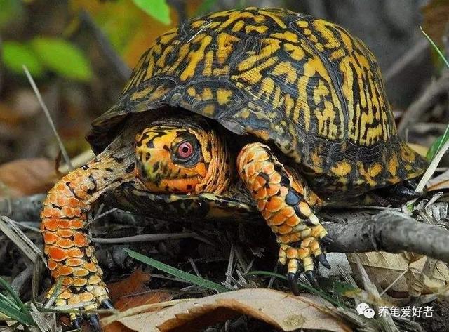 水龟半水龟陆龟 的区分方式，水龟半水龟陆龟（半水龟偏陆还是偏水）