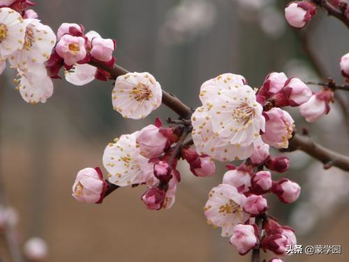 桂花的花语和象征，形容桂花香的优美句子（你是几月生看看你是什么花）