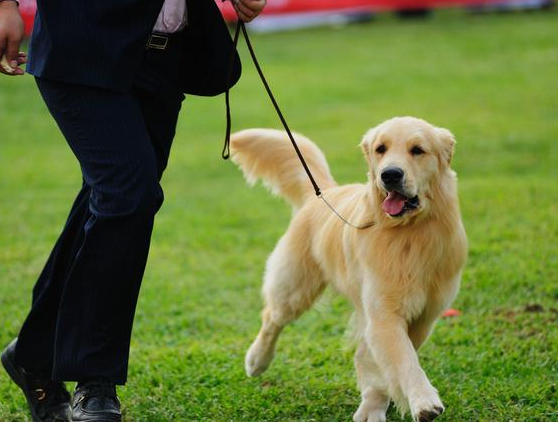 金毛幼犬多少钱一只 金毛幼犬多少天可以吃狗粮