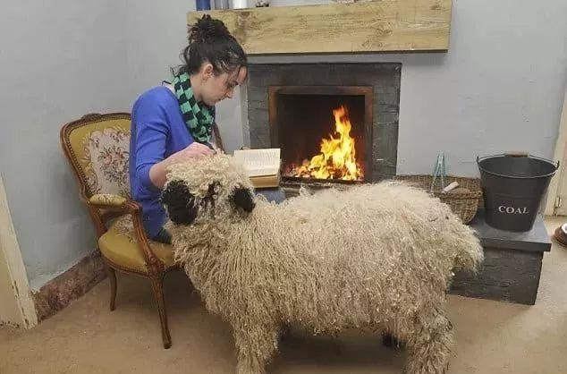 超可爱小羊羊，小羊太可爱了（却偏偏以为自己是条狗图片）