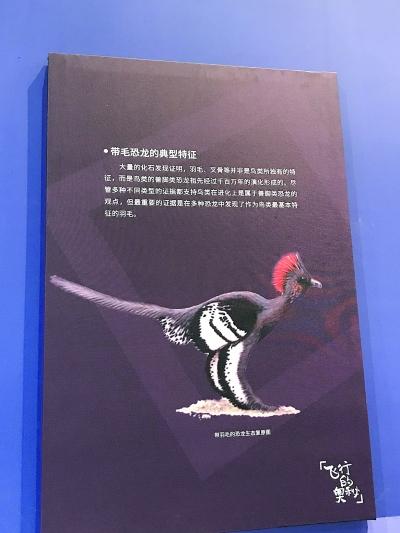 鼯猴会游泳吗，猴子到底会不会游泳（去自然博物馆探索飞行的奥秘）