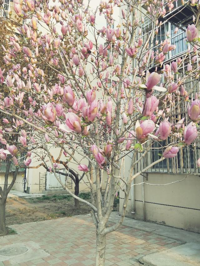 白色樱花的寓意，白色樱花的寓意四个字（春天的花树）