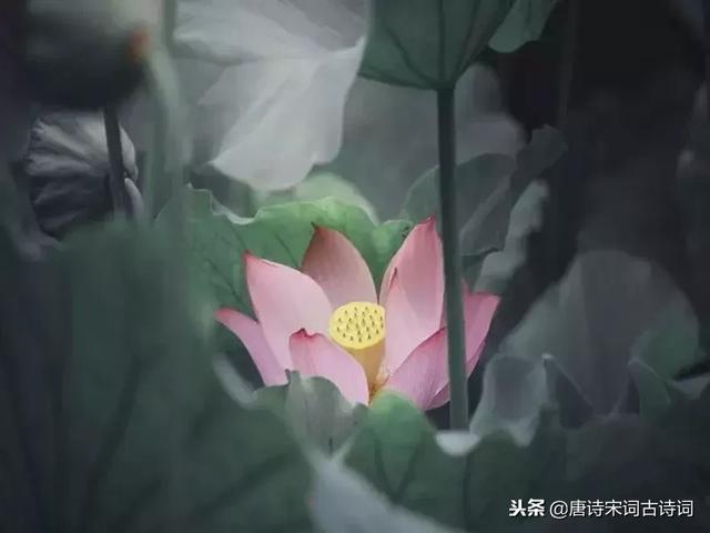 关于亲情的诗句，关于亲情的诗句和赏析（每一种情都让人无法割舍）