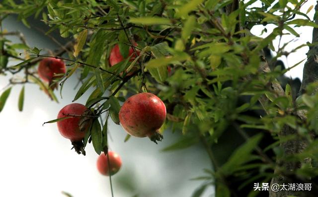 白枣吃了有什么作用急急急，白枣的营养价值及功效（开启了太湖洞庭一年的花果飘香）