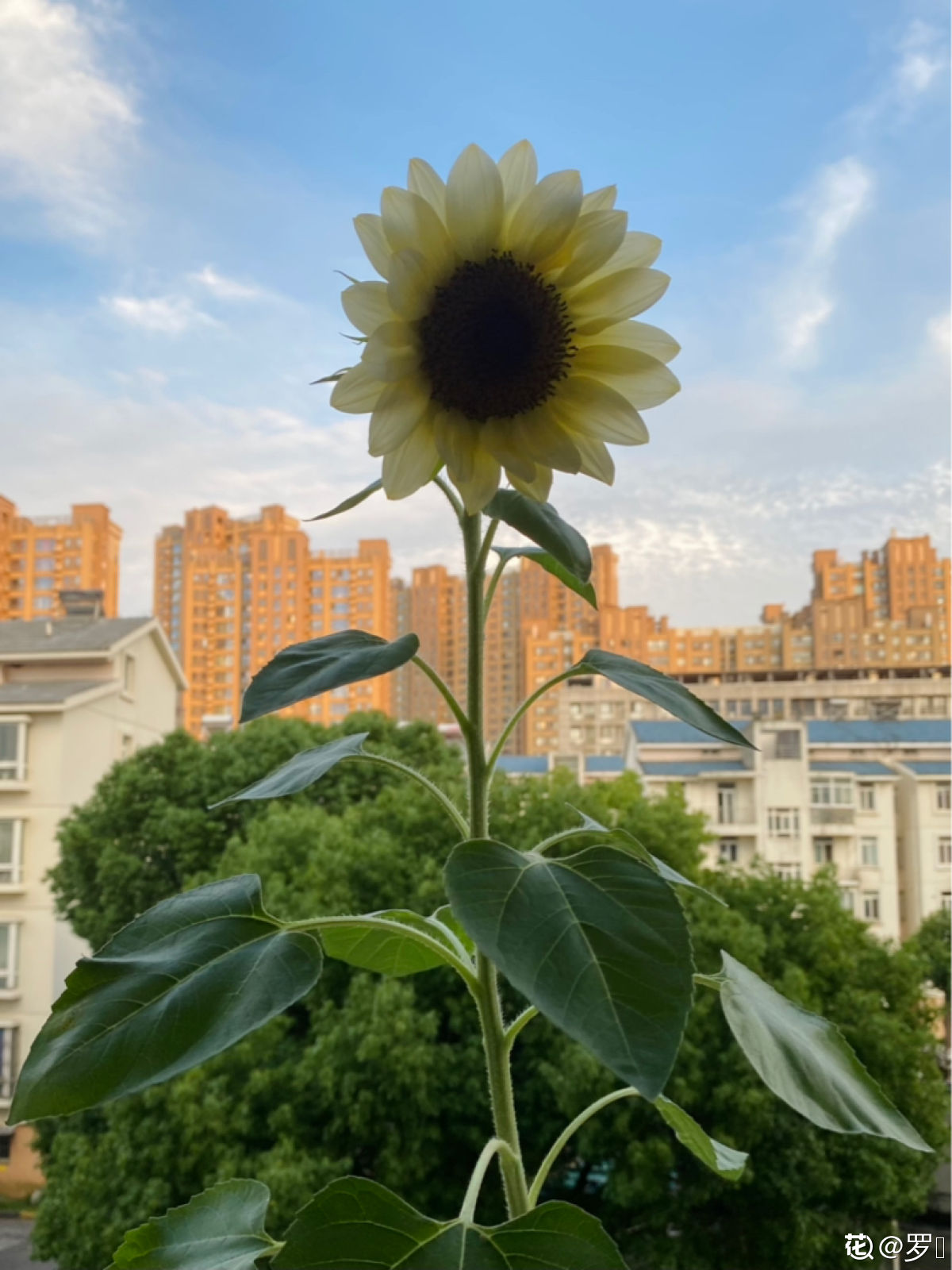 送男朋友什么花最好？这4种适合送男士的花