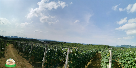 什么是水晶葡萄，什么是水晶葡萄酒（清镇水晶葡萄火热上市）