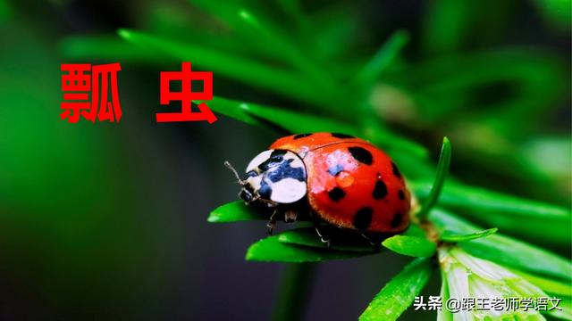 昆虫备忘录资料，部编语文三年级下册课文4、昆虫备忘录