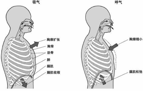 横膈膜在哪里图片