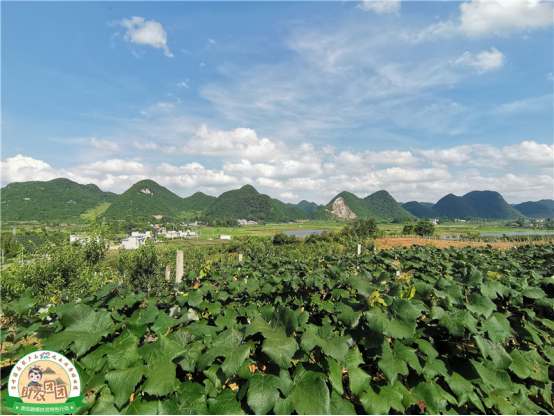 什么是水晶葡萄，什么是水晶葡萄酒（清镇水晶葡萄火热上市）