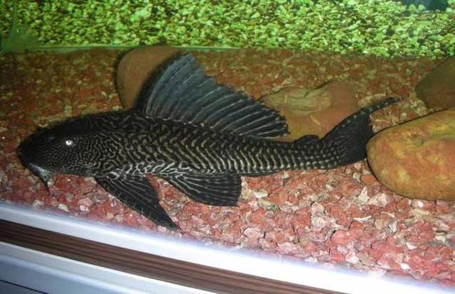 养草金鱼最怕什么，饲养草金鱼必须注意的事项有哪些（饲养清道夫鱼最低温度是多少）