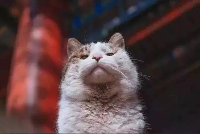 故宫最胆小御猫，我们只是惊呼是不够的