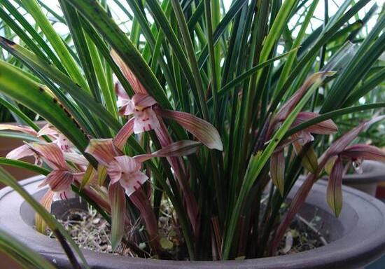 兰花的意思和寓意是什么，兰花是高洁典雅的象征