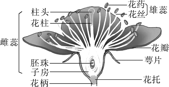 胚珠的发育和胚囊的形成总结，济南版生物八年级上册知识点总结