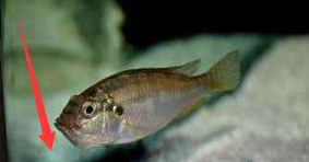 慈鲷，最适合新手的观赏鱼之一（慈鲷鱼能和哪些鱼混养）