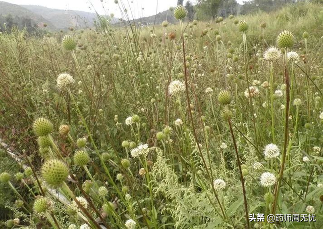 续断的功效与作用禁忌，白话中药——续断