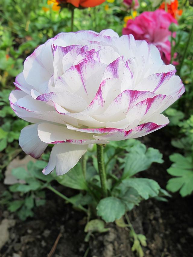 梦见给花浇水，梦见在给花浇水（5种花的浇水方法）