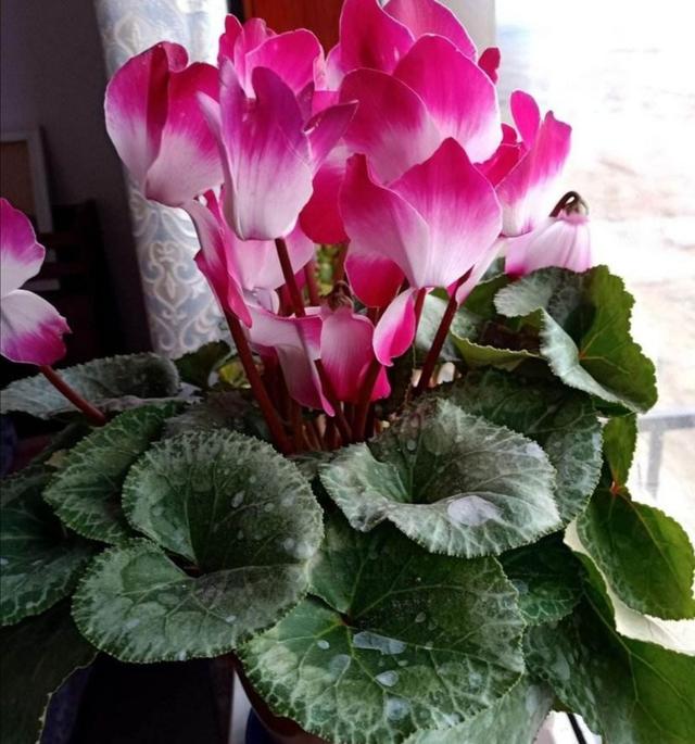 冬天开的花有哪些，冬天开的花有哪些花名颜色（家里养上5种花，天冷也有花看）