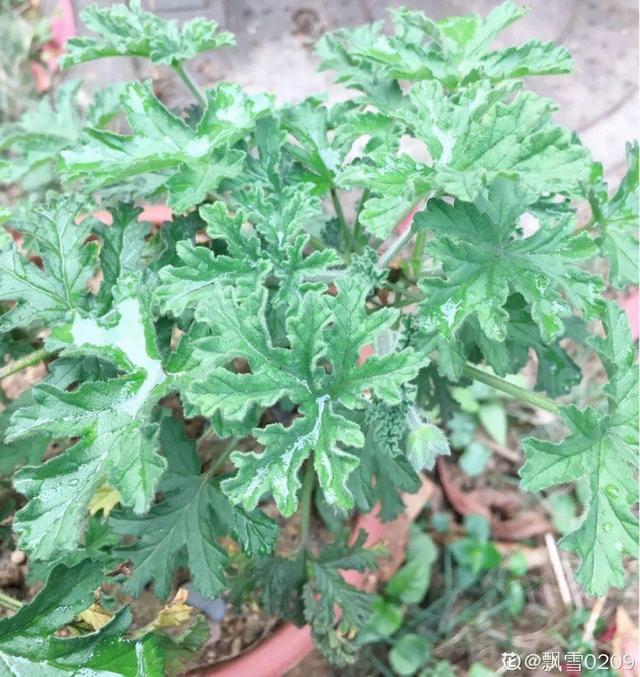 吸收甲醛的植物，哪种植物具有吸收甲醛的功能（净化空气最厉害）