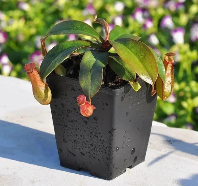 金鱼草怎么养，1种花长得像金鱼（金鱼草怎么养殖维护啊）