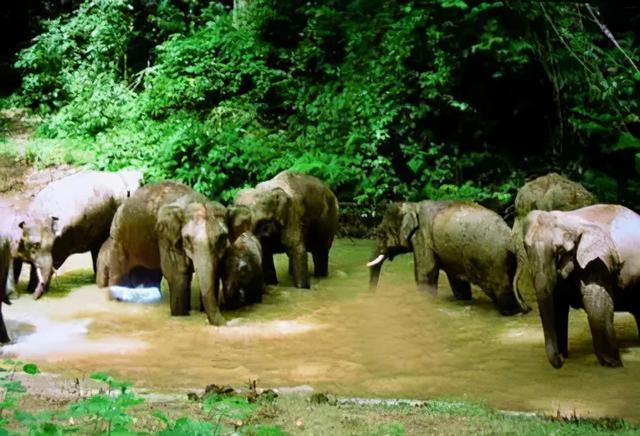 西双版纳风景名胜区，西双版纳景点（请收藏！西双版纳旅游攻略）