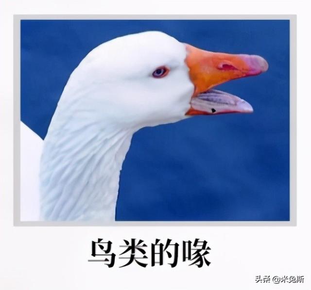 牙齿的种类有哪些，牙齿有哪些分类（带你了解人类牙齿的进化史）