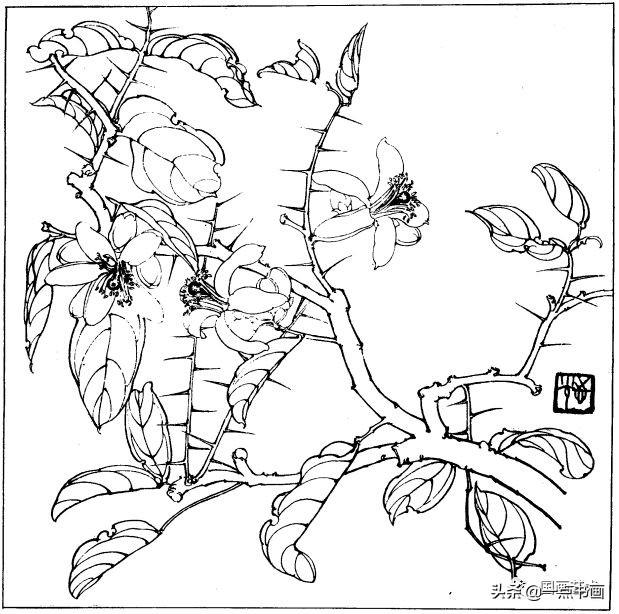 简笔画报花名：手绘铅笔画“白杜鹃花”画法，简笔画报花名（百花苑——白描百花分享<一>）