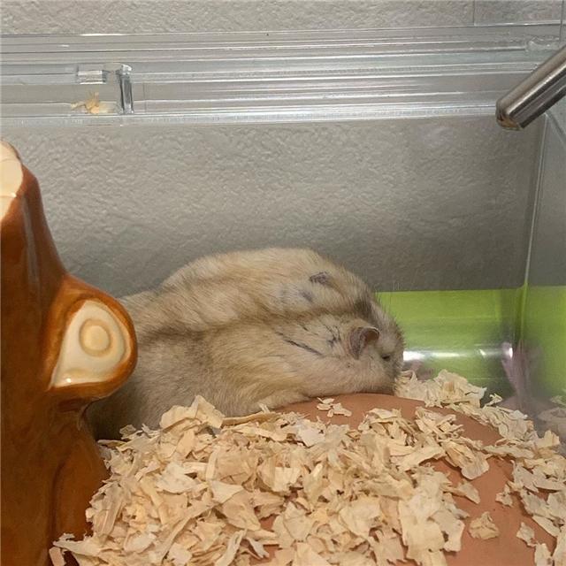 仓鼠寿命为什么这么短，仓鼠养久了会有感情吗（但依旧无法阻挡鼠鼠的离去）