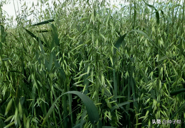 燕麦是什么植物，麦类植物有那些（如何收获利用，种植效益如何）